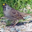 Golden-crowned Sparrow